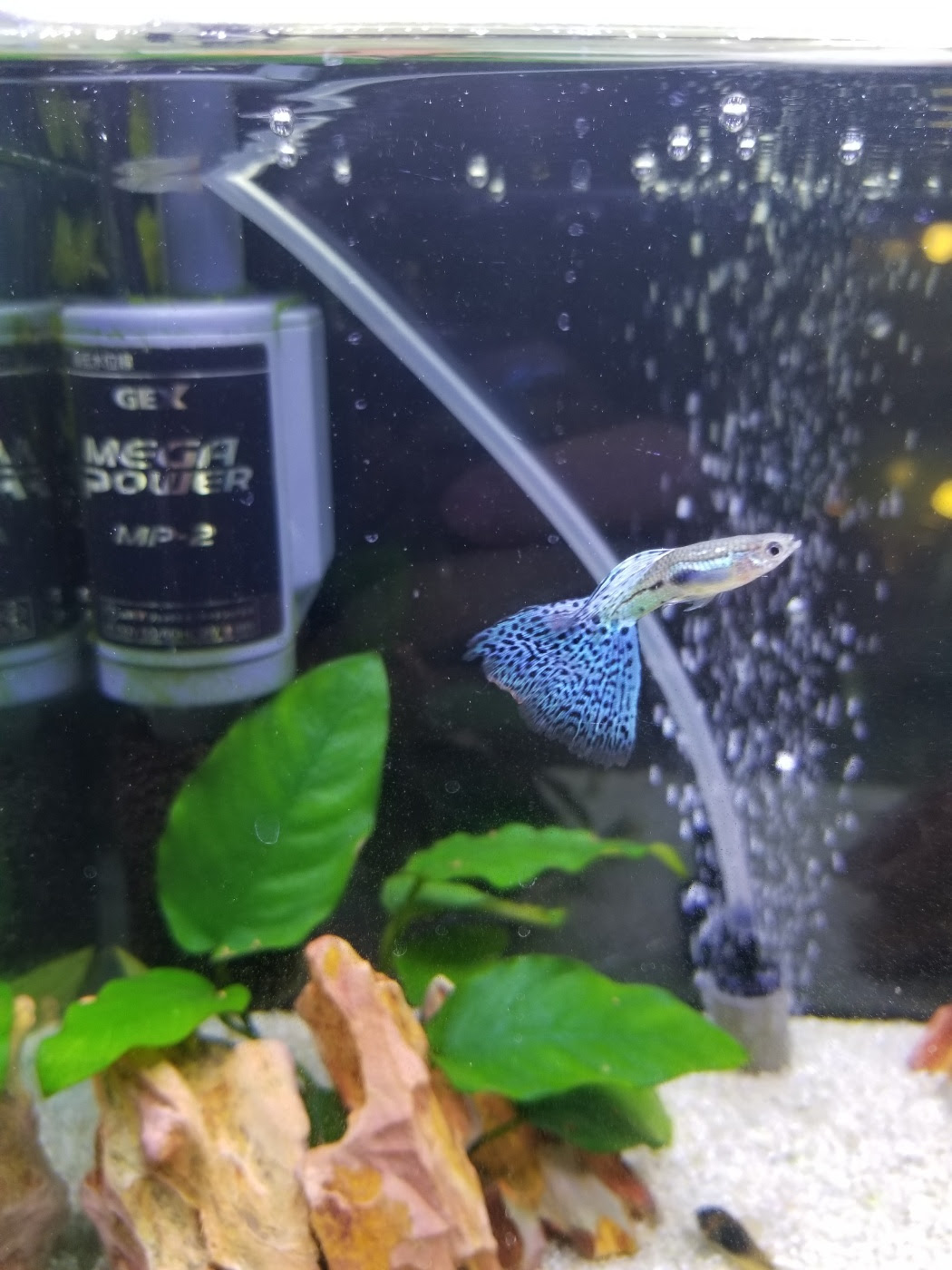 グッピーの繁殖 自作隔離箱 ささきやまの暮らしのブログ