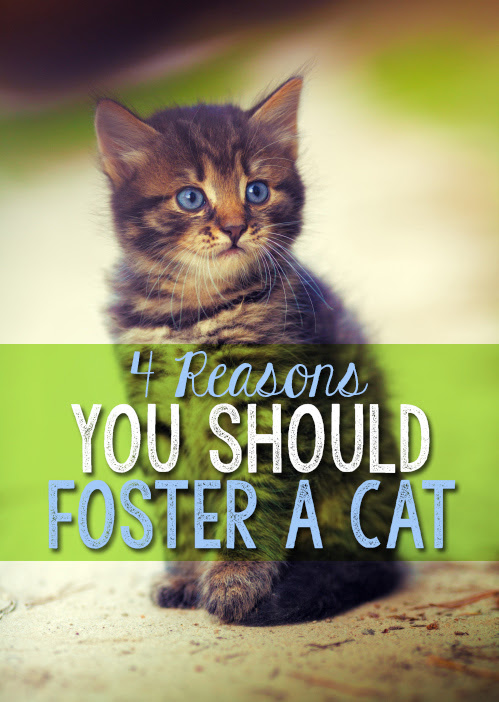 4 Reasons You Should Foster a Cat | eBay