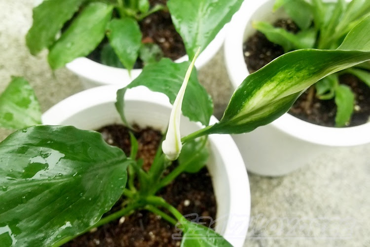 スパティフィラムの先の白いものは もしかして花 だとしたら 初めての花です だけど 隣の斑入りの葉に興味津々なんですが
