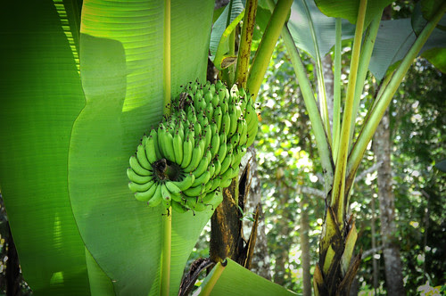 GreenBananas