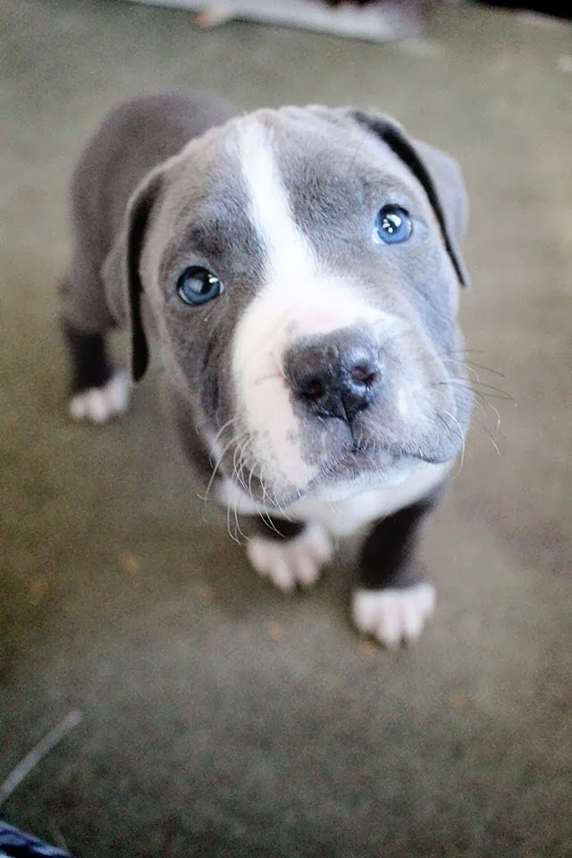 Cute dogs - part 5 (50 pics), cute puppy with blue eyes