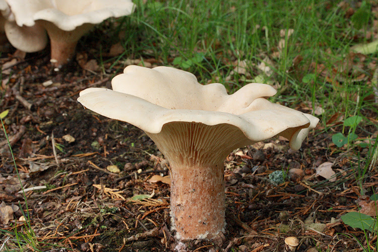 Trooping funnel mushroom, Clitocybe geotropa