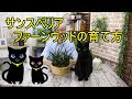 いろいろ サンスベリア ファーンウッド 174722