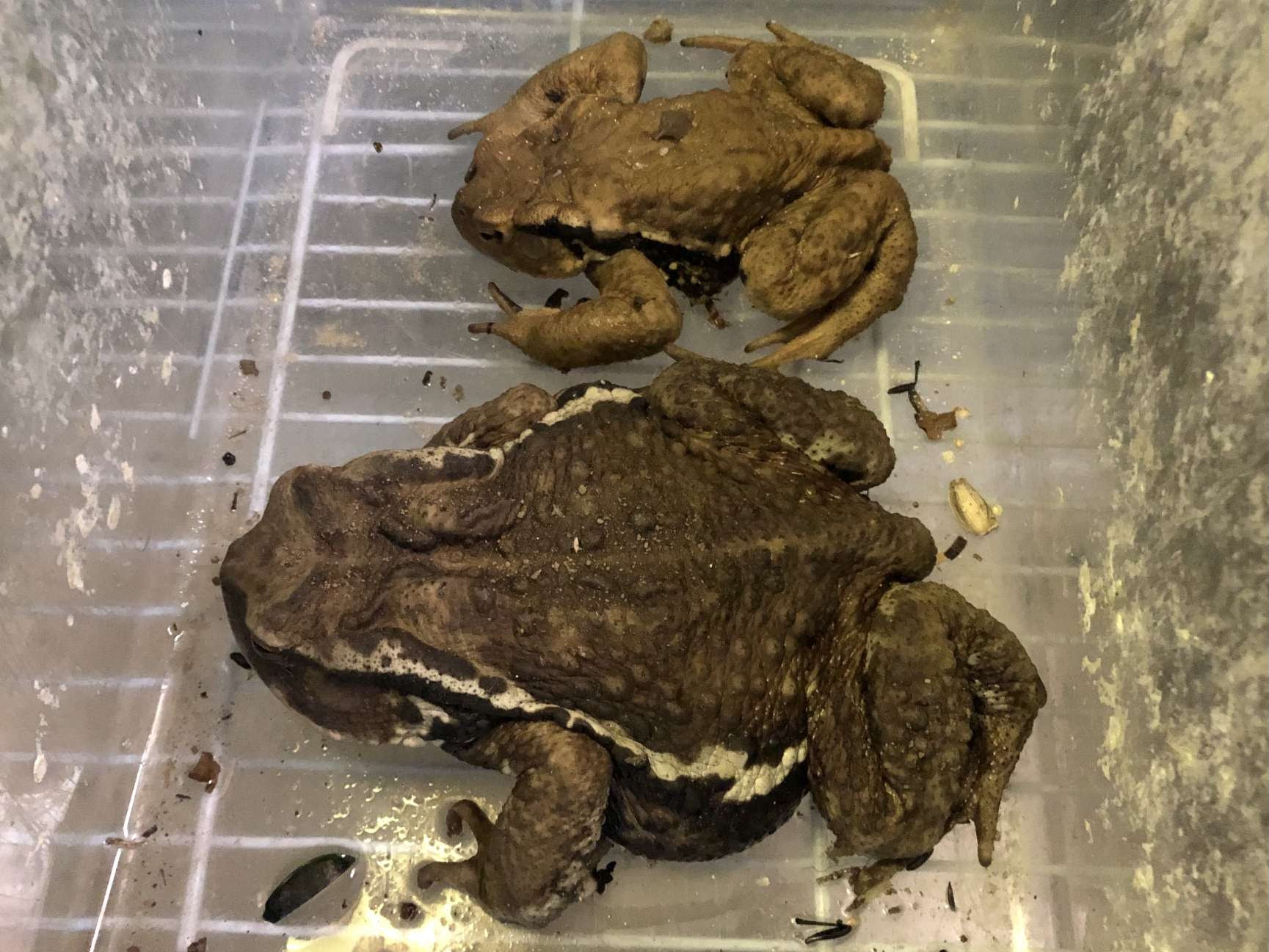 ヒキガエル の販売 ポロロッカ足柄 神奈川県南足柄市のペットショップ