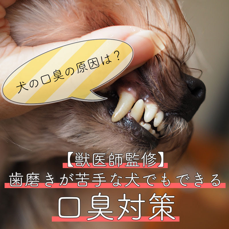 獣医師監修 犬の口臭の原因は 歯磨きが苦手な犬でもできる口臭対策