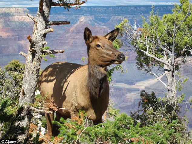 Elk have figured out how to use the water stations by lifting spring-loaded levers with their noses