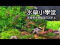 水草固定器 712657-水草固定器