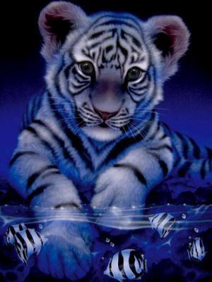 Fond D écran Bébé Tigre Blanc