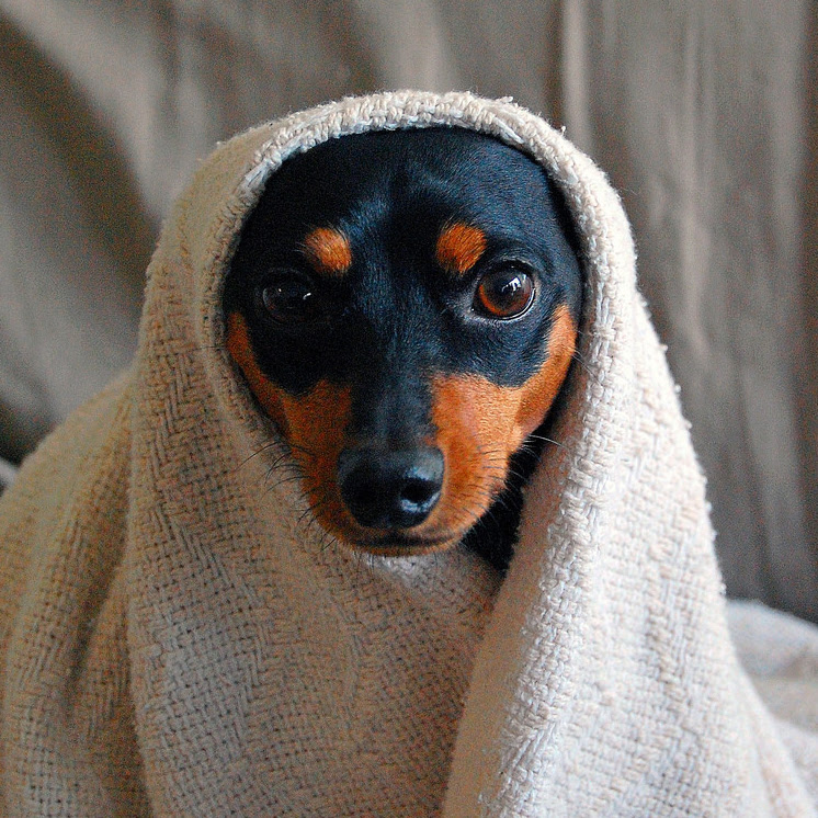 小型犬ながら引き締まった体がカッコイイ ミニチュア ピンシャーってどんな子なの 性格や特徴を見てみよう