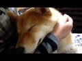 [最も選択された] 犬 膝の��で寝る 877359-犬 膝の上で��る いびき
