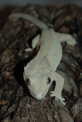 Gecko