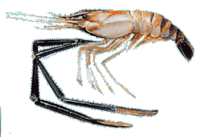 Prawns Shrimp