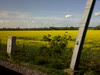 rapeseed field by katthyt