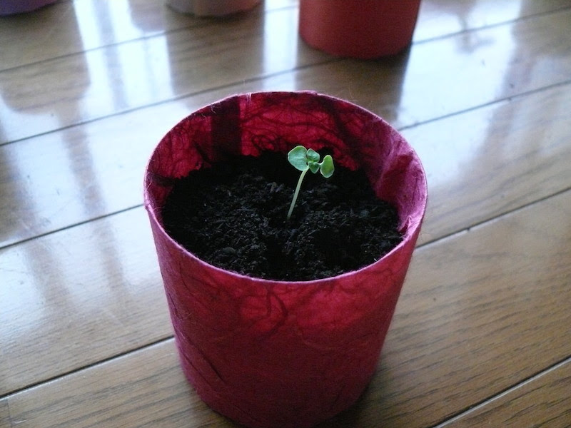 発芽した芽を間引きして移植する方法 室内栽培を楽しむ 地遊村