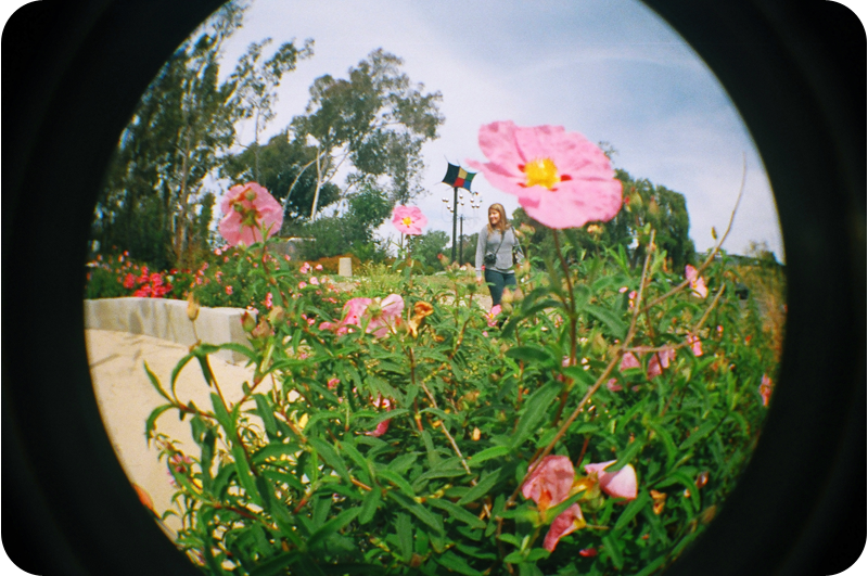 {pink} poppies
