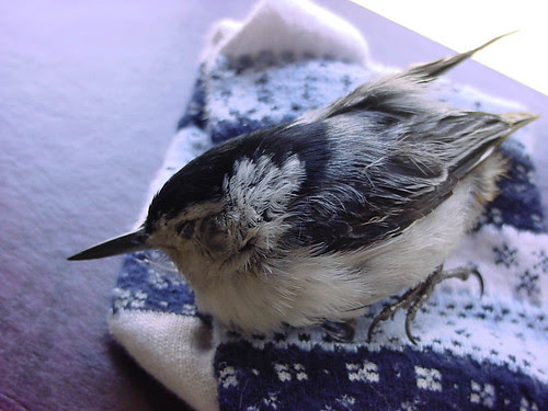 White-breasted Nuthatch fatally wounded by cat
