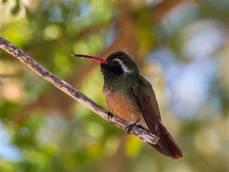 xantuss hummingbird