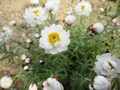 花かんざし 意味とはフレーズ表現辞典