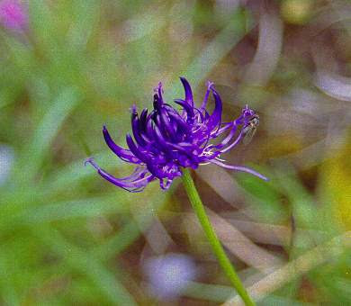 Kei S Gallery スイスアルプスの高山植物 ７ 悪魔の爪 Phyteuma Orbiculare