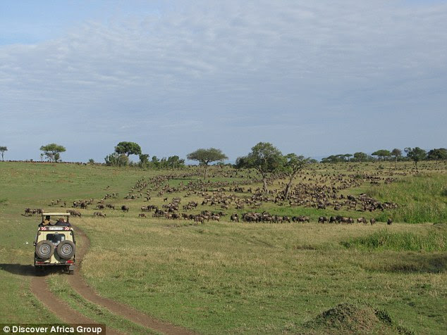 Safari planner: Holidaymakers can use the app to track the wildebeest so schedule their trip accordingly