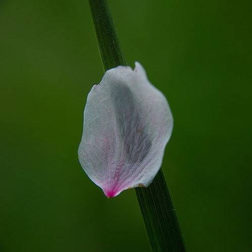 fallen petals of cherry blossoms #1