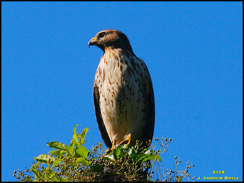 Red-shouldered Hawk