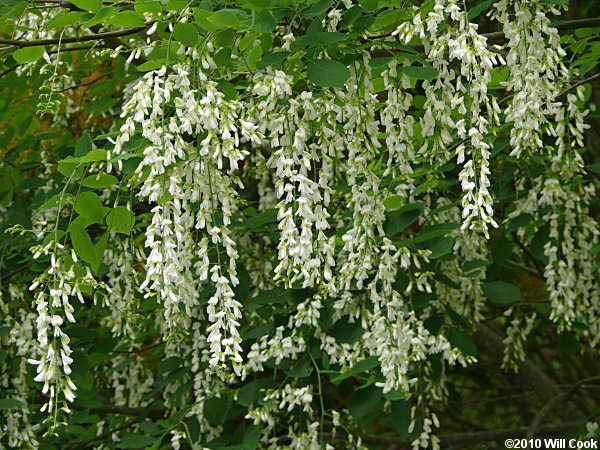 Yellowwood (Cladrastis kentukea)