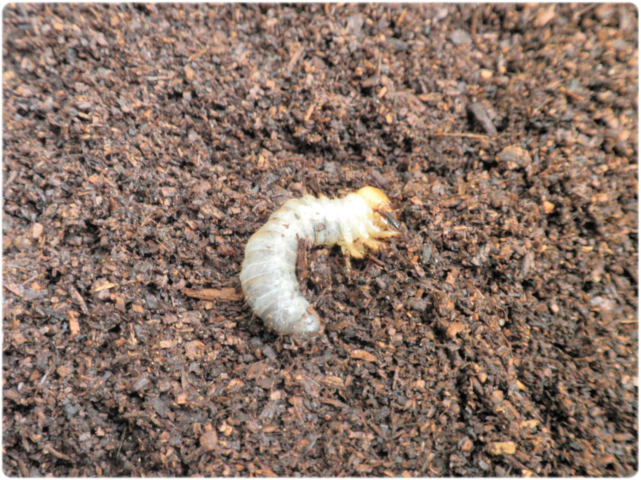 コクワガタの幼虫の育て方 飼育方法