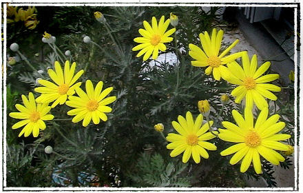 ユリオプスデージーとマーガレットコスモス ほったらかしガーデニング