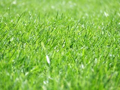 Grass800x600