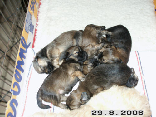 Puppies And Dogs Pictures. apso puppies, puppy, dogs,