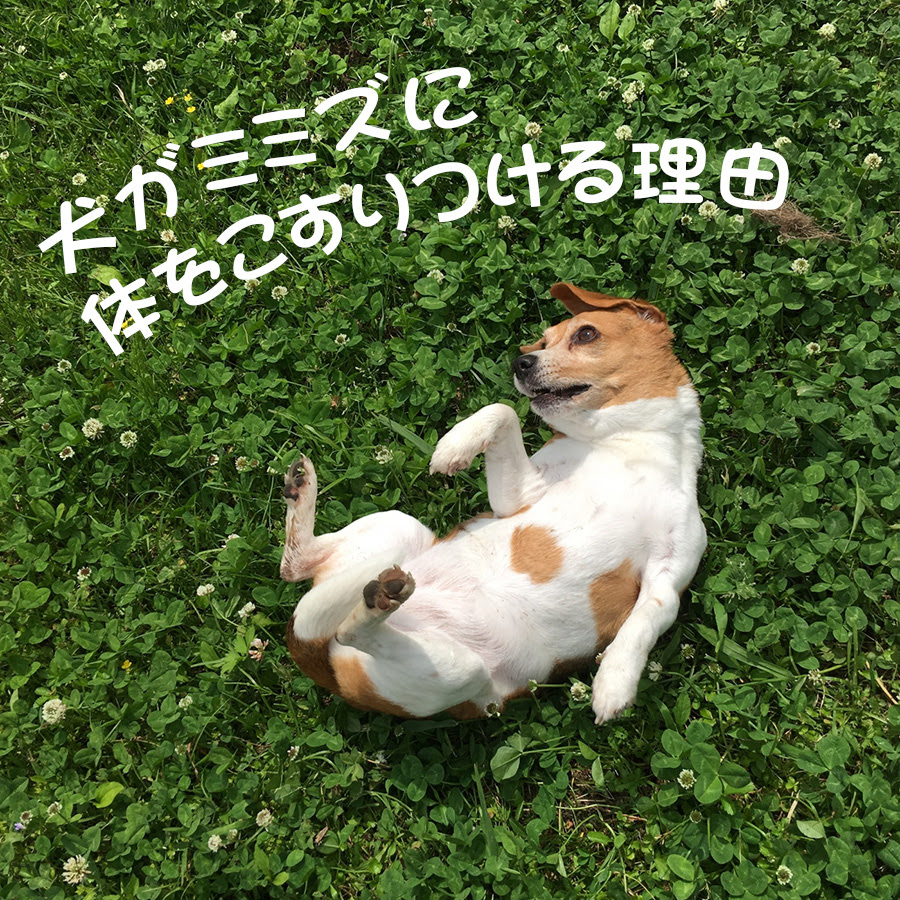 犬がミミズに体をこすりつける理由とは やめさせるための4つの方法