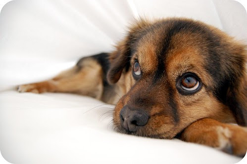 marley and me dog dies. girlfriend marley and me dog