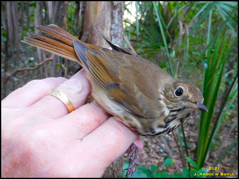 Hermit Thrush