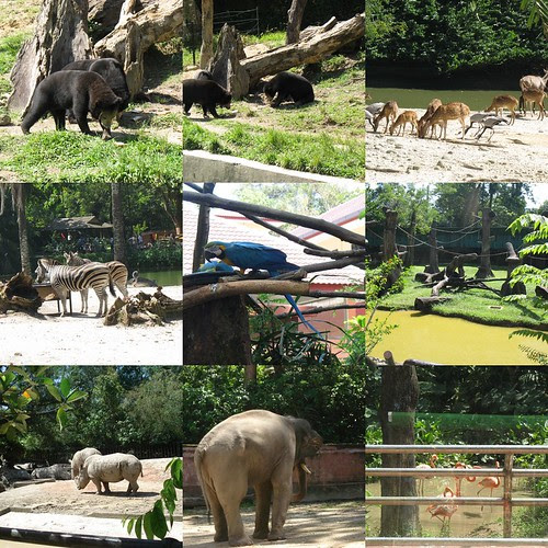 taiping fauna