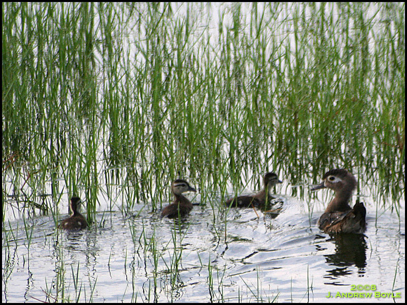Wood Duck