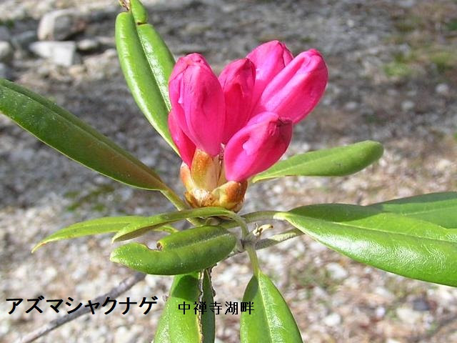 ハクサンシャクナゲ