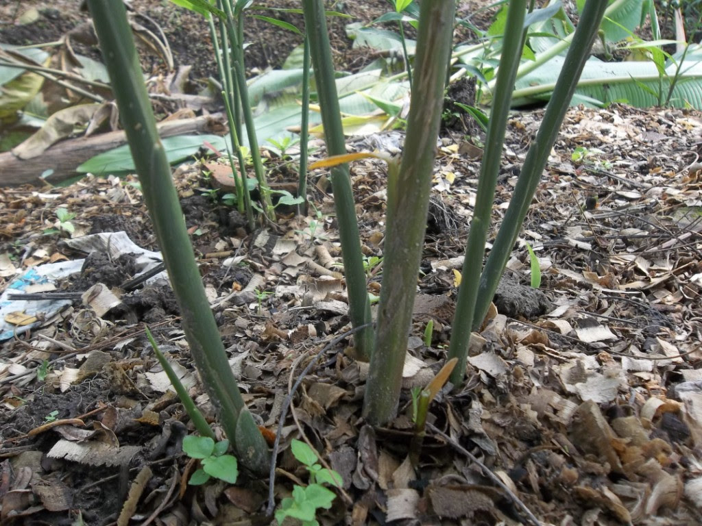 100 5252 tanaman jahe merah sebagai tanaman obat tanaman 100 5252 tanaman jahe merah sebagai tanaman obat tanaman