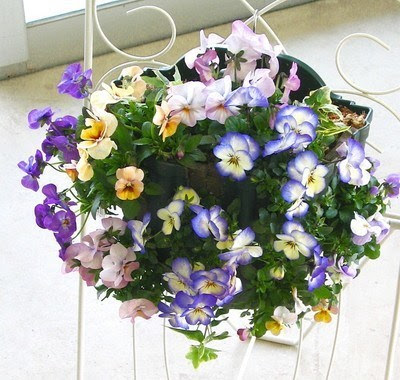 春の花 寄せ植え 園芸ナビ 花と野菜の育て方