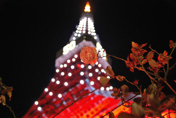 pink rose tokyo
