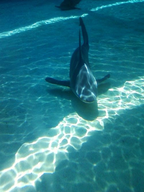 aquarium of the pacific on Tumblr