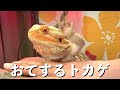 【印刷可能】 可愛い トカゲ 画像 229678-可愛い トカゲ 画像