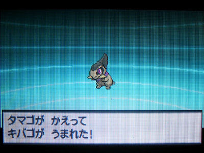 色違いキバゴ タマゴが孵ってgetだぜ 有栖のポケモン日記