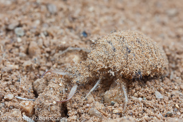 antlion larva IMG_9510 copy