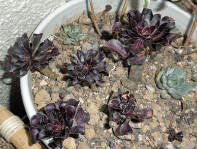 黒法師の挿し木が付きました 狭い庭を花いっぱいにする育て方 楽天ブログ