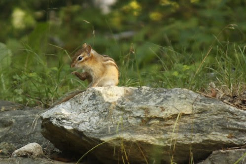 Chipmunk (6)
