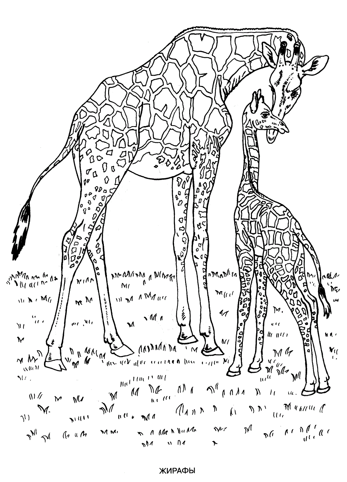 Download Wild animals coloring pages for kids to print for free