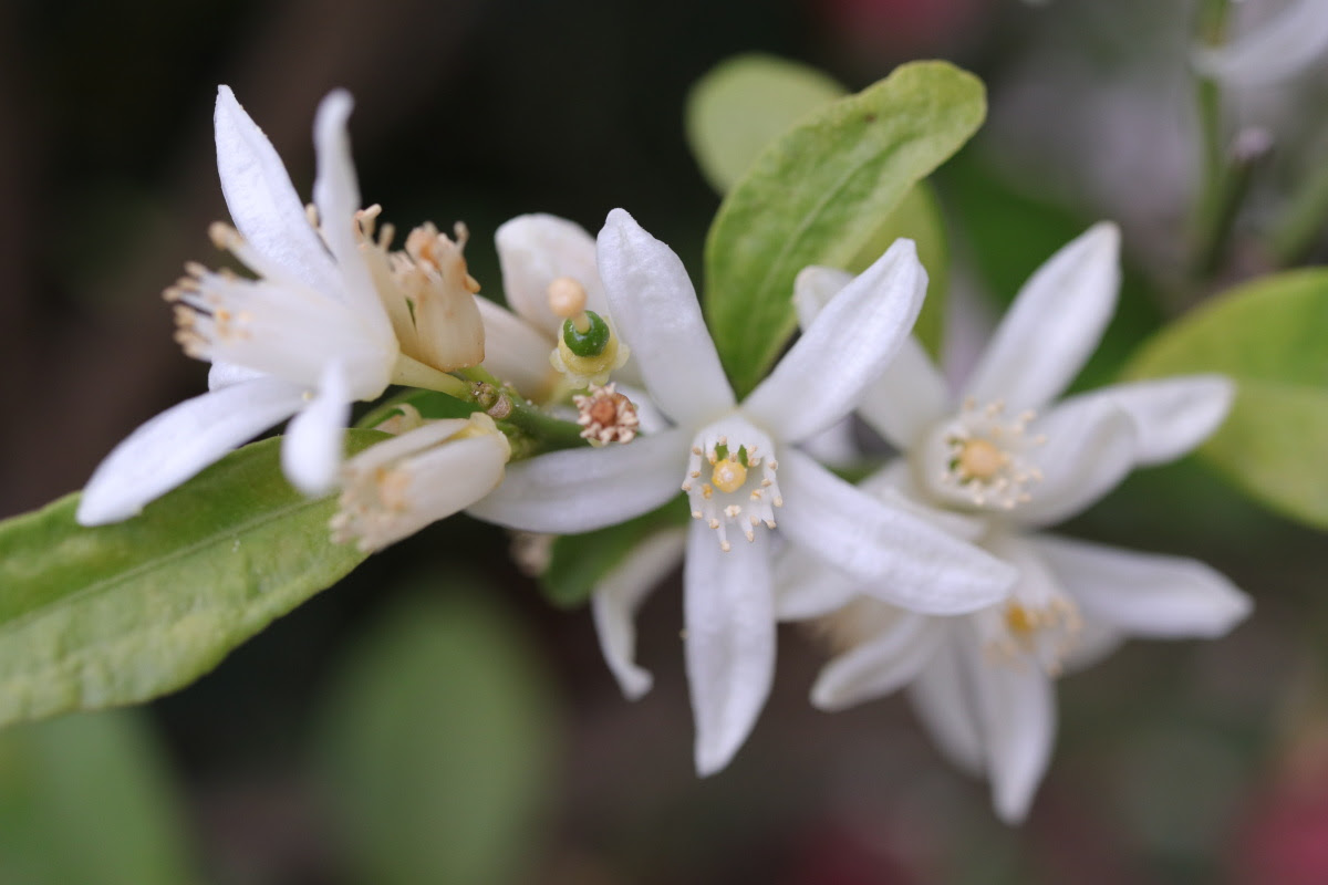 金柑花 万图壁纸网