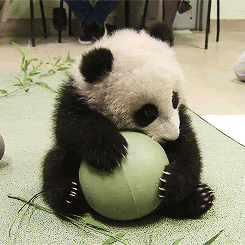This baby panda. : aww