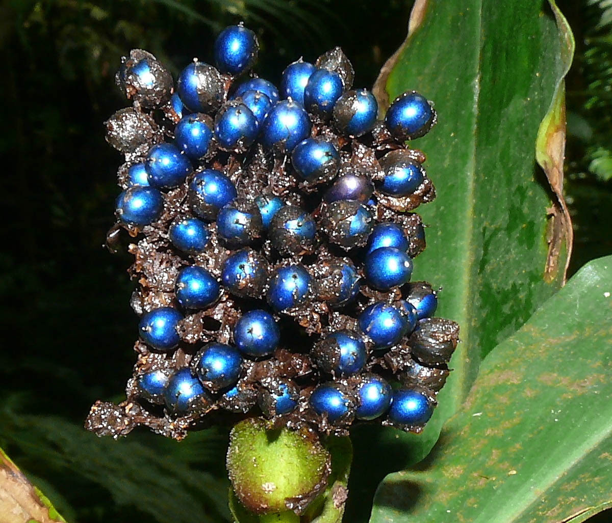 Pollia condensata y el color estructural